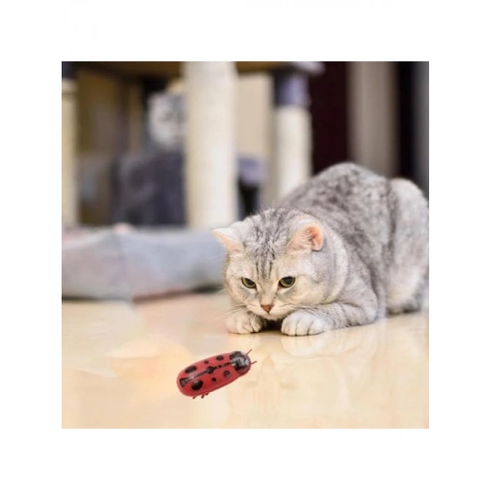 Hareketli Uğur Böceği Şeklinde Kedi Oyuncağı