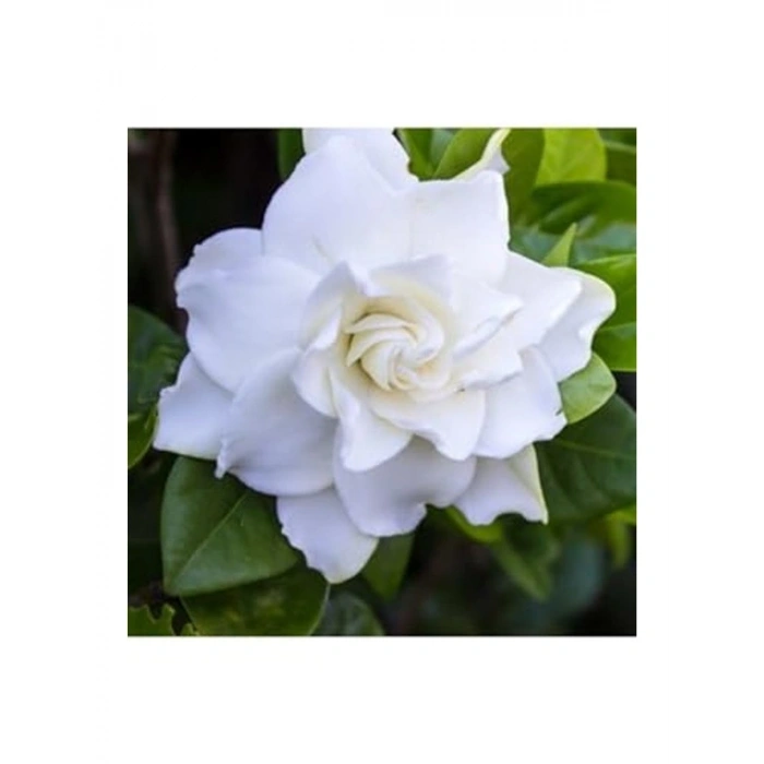 Hediyelik 1 Adet Gardenya Çiçeği Saksısı, 30-45 cm Uzunlukta