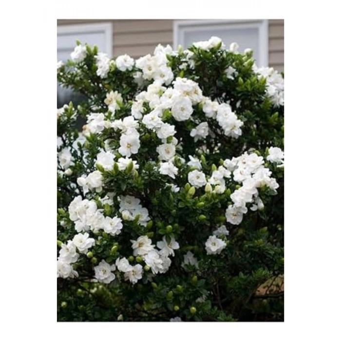 Hediyelik 1 Adet Gardenya Çiçeği Saksısı, 30-45 cm Uzunlukta