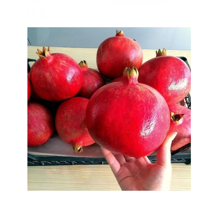 Hicaz Nar Fidanı, Tüplü ve Sağlıklı Büyüme İçin