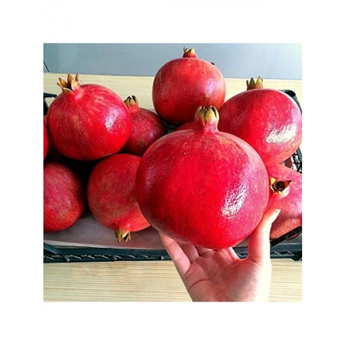 Hicaz Nar Fidanı, Tüplü ve Sağlıklı Büyüme İçin