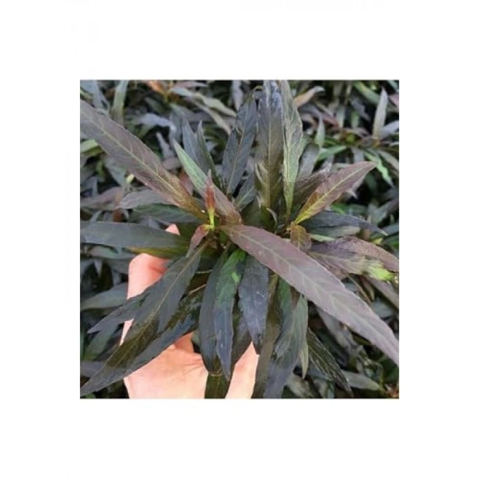 Hygrophila Angustifolia Rubra Saksı Canlı Bitki