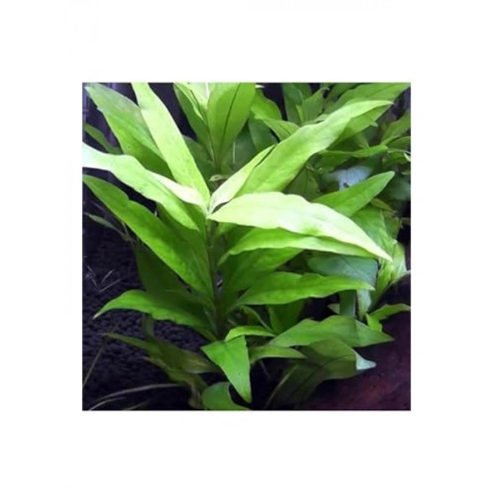 Hygrophila Corymbosa Angustifolia, Saksı Canlı Bitki