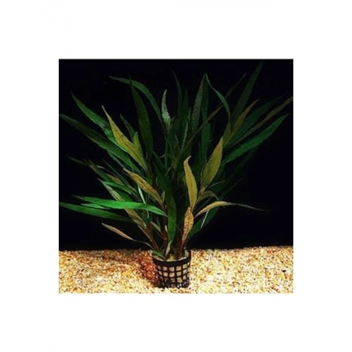 Hygrophila Corymbosa Angustifolia, Saksı Canlı Bitki