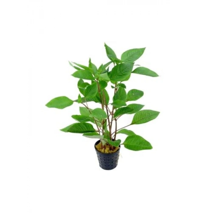 Hygrophila Corymbosa - Limon Saksı Bitkisi, Canlı ve Sağlıklı
