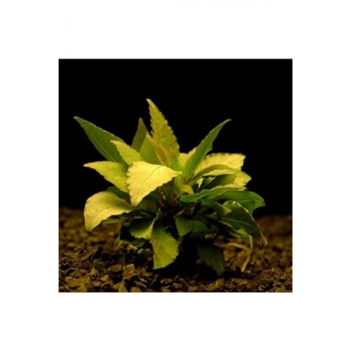 Hygrophila Corymbosa - Limon Saksı Bitkisi, Canlı ve Sağlıklı
