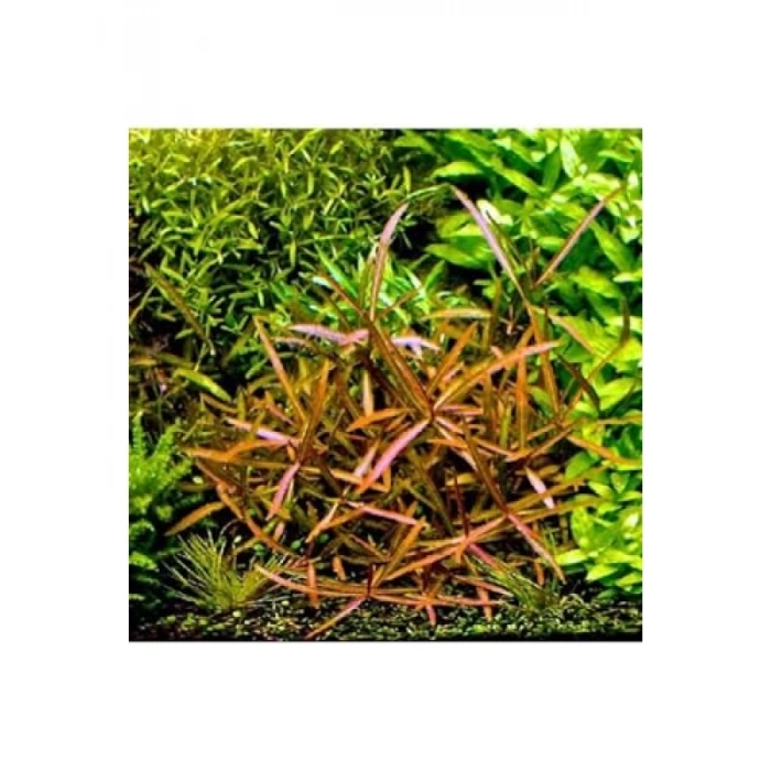 Hygrophila Lancea Araguaia Saksı Canlı Bitki