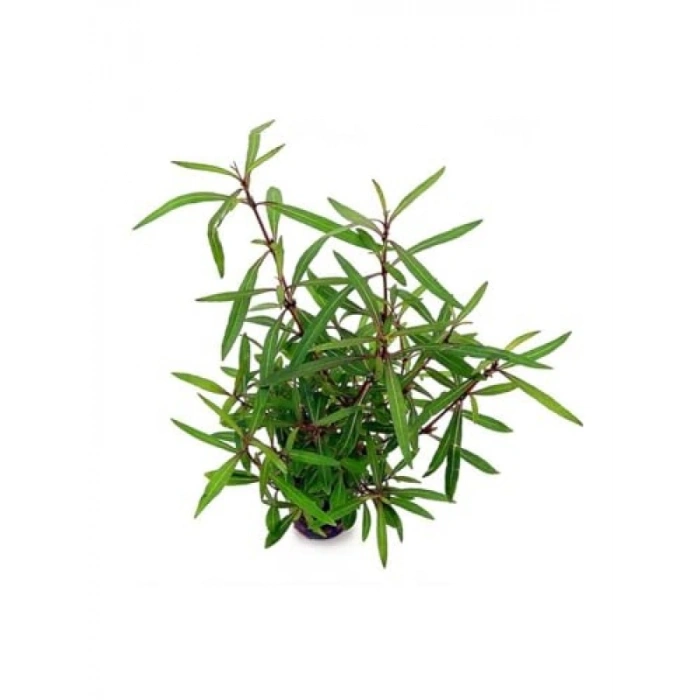 Hygrophila Lancea Araguaia Saksı Canlı Bitki