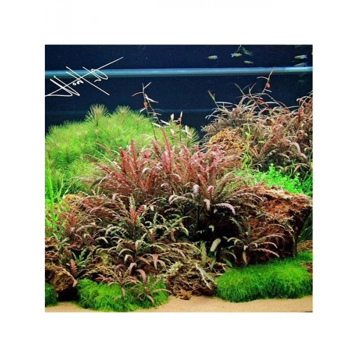 Hygrophila Pinnatifida Saksı - Canlı Bitki