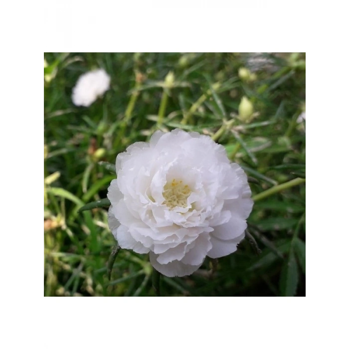 İpek Çiçeği Tohumu - Duble Katlı - Beyaz (25 Tohum)