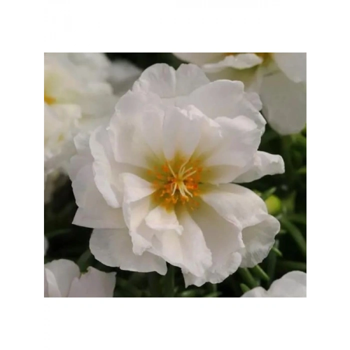 İpek Çiçeği Tohumu - Duble Katlı - Beyaz (25 Tohum)