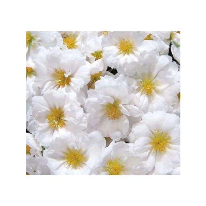 İpek Çiçeği Tohumu - Duble Katlı - Beyaz (25 Tohum)