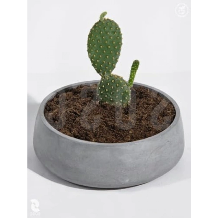 İthal Premium Torf, pH 5.5-6.5, 3 Lt, Gübreli ve Islatıcı Ajan İçerir