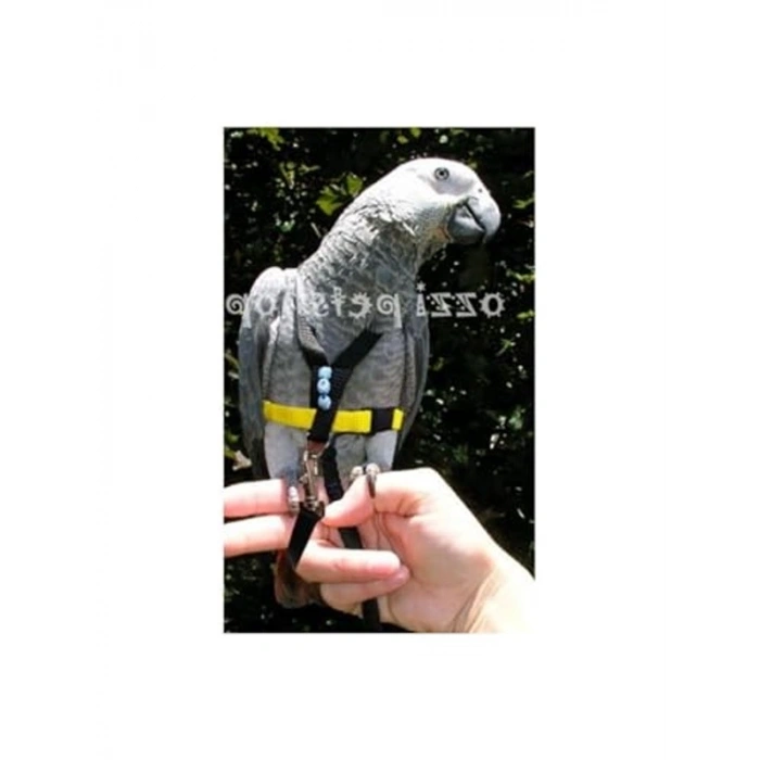 Jako Papagan Tasması