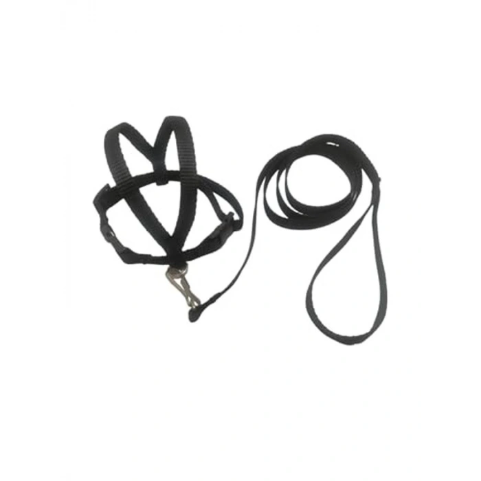 Jako Papagan Tasması