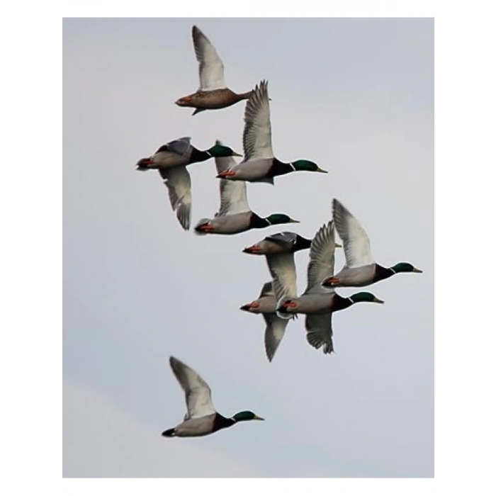 Kaliteli Mallard Çağrısı, Yüksek Ses Performansı