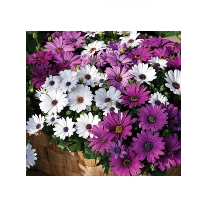 Karışık Renkli Bodrum Papatyası Tohumu - 5 Adet