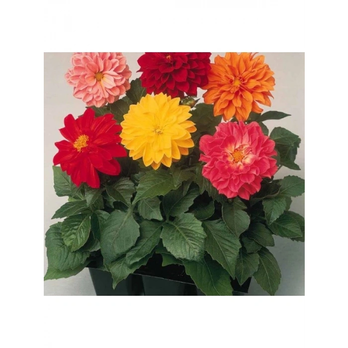 Karışık Renkli Bodur Mini Çiçekli Yıldız Dahlia Tohumu - 5 Tohum