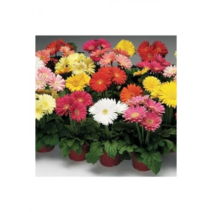 Karışık Renkli Gerbera Çiçeği Tohumları, Bahçe için Renkli Alternatif
