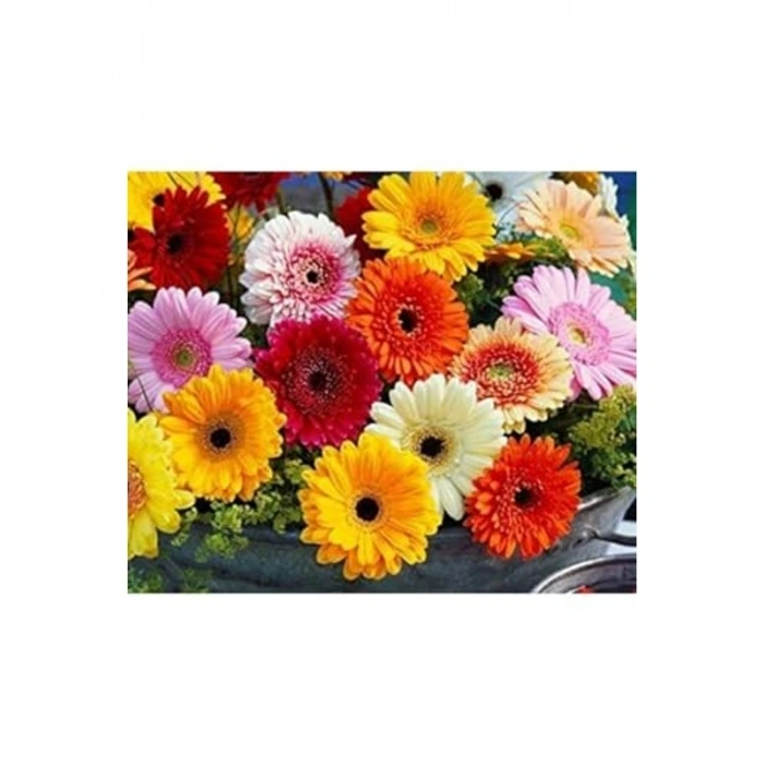 Karışık Renkli Gerbera Çiçeği Tohumları, Bahçe için Renkli Alternatif