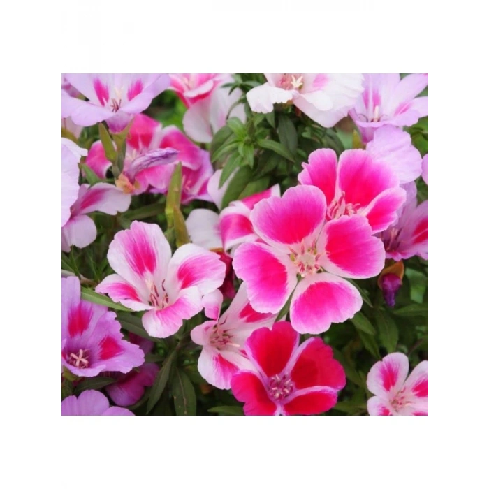 Karışık Renkli Godetya Çiçeği Tohumu - 5 Adet