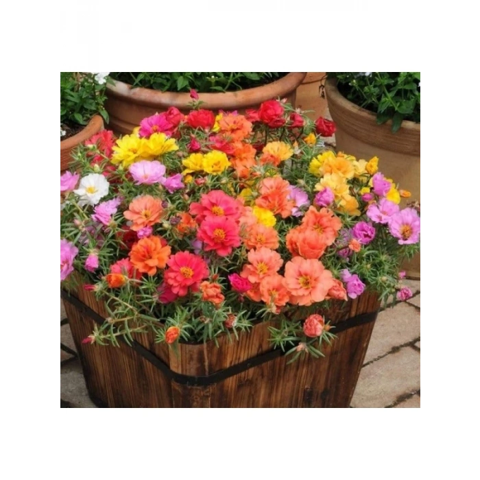 Karışık Renkli İpek Çiçeği Tohumu - Duble Katlı (25 Tohum)