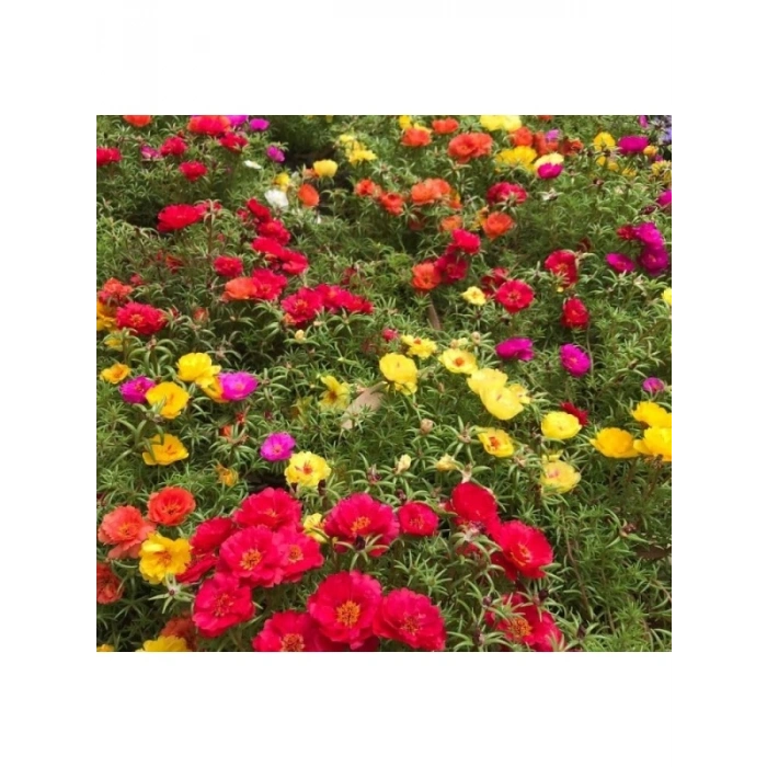 Karışık Renkli İpek Çiçeği Tohumu - Duble Katlı (25 Tohum)