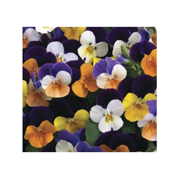 Karışık Renkli Menekşe Çiçeği Tohumu - 8 Adet