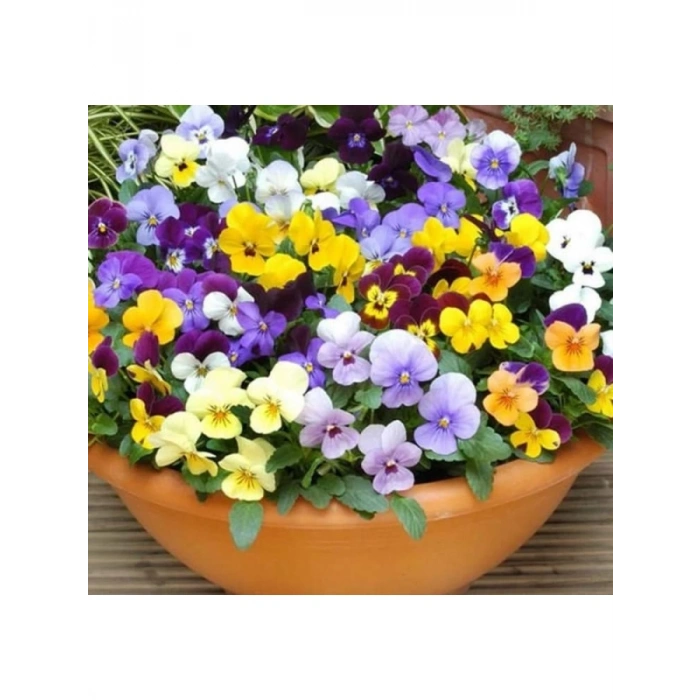 Karışık Renkli Menekşe Çiçeği Tohumu - 8 Adet