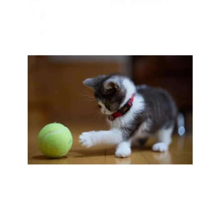 Kedi Oyun Spreyi, Kedi Nane Spreyi, 100 ML