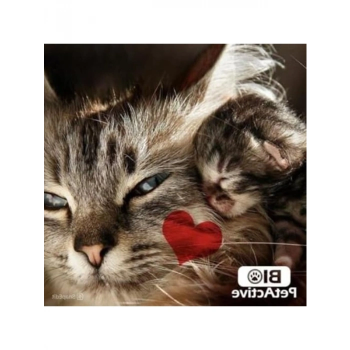 Kedi Oyun Spreyi, Kedi Nane Spreyi, 100 ML