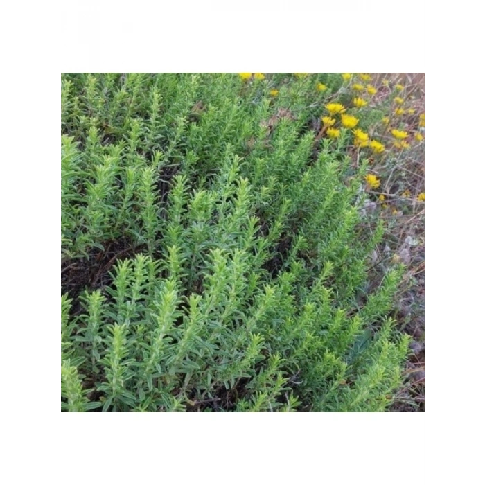 Kekik Tohumu (Çoklu Paket) - 3 Gram