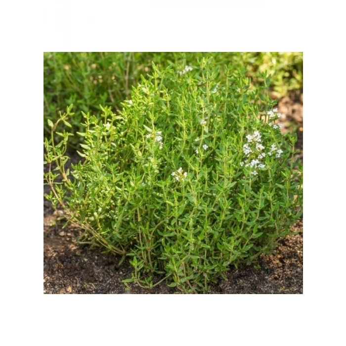 Kekik Tohumu (Çoklu Paket) - 3 Gram