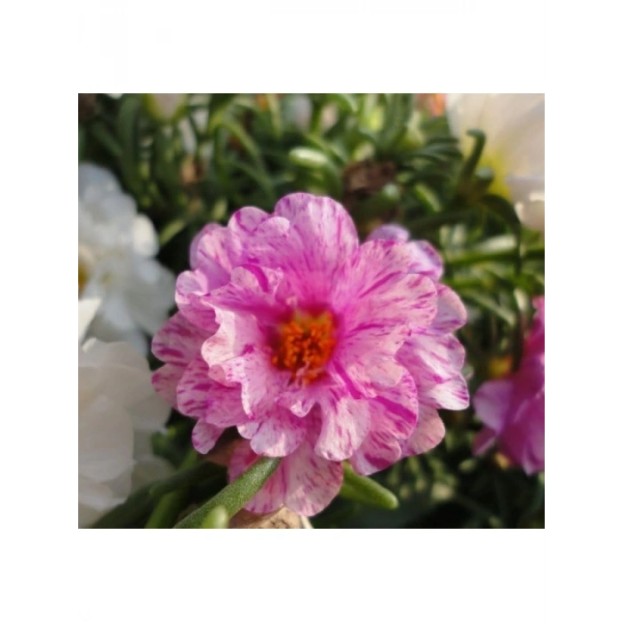 Kırçıllı Kırmızı İpek Çiçeği Tohumu Duble Katlı (25 Tohum)