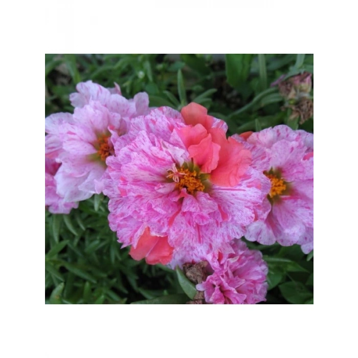 Kırçıllı Kırmızı İpek Çiçeği Tohumu Duble Katlı (25 Tohum)