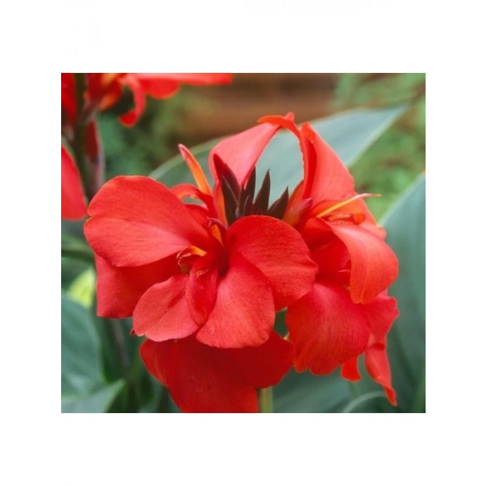 Kırmızı Canna Tohumu - Tesbih Çiçeği (1 Tohum)
