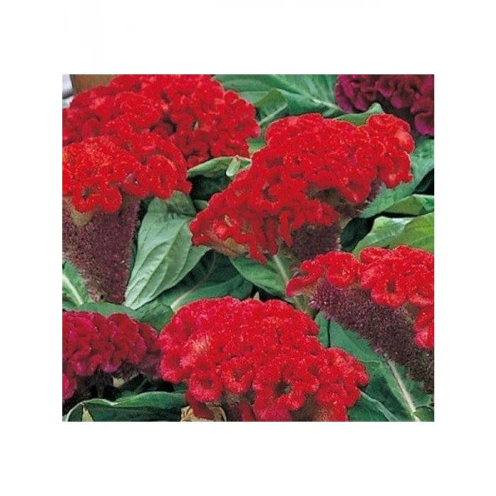 Kırmızı Horoz İbiği Balta Tohumu (20 Tohum)