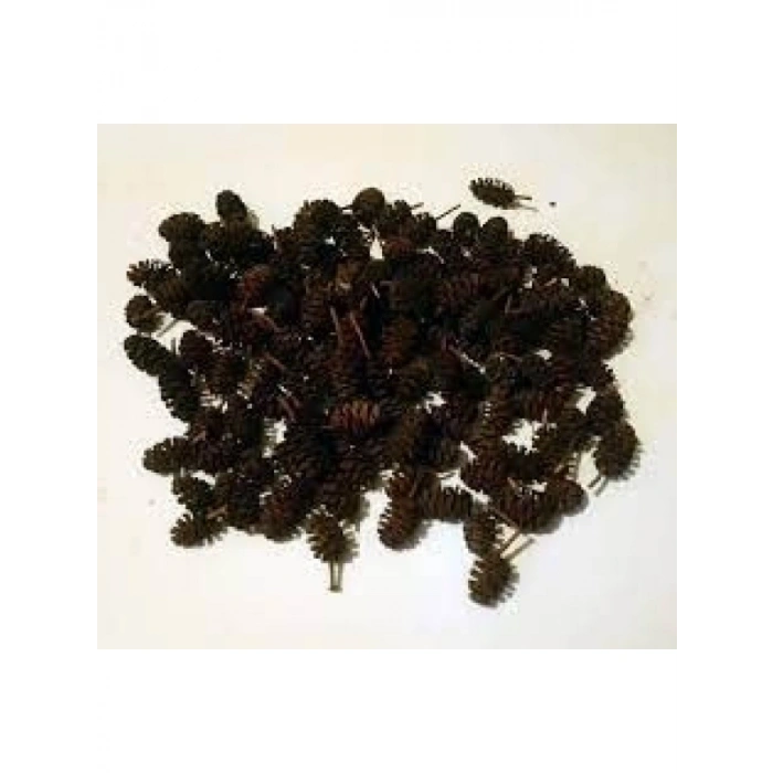 Kızılağaç Kozalağı - 5 Adet