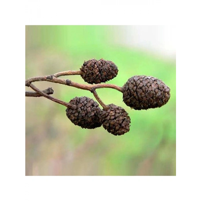 Kızılağaç Kozalağı - 5 Adet