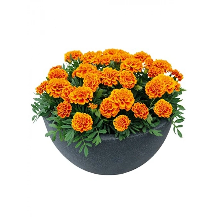 Klasik Turuncu Fransız Kadife Çiçeği F1 Tohumu - 50 Adet