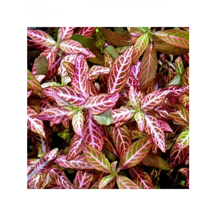 Kolay Akvaryum Zemin Bitkisi - Canlı Hygrophila Polysperma Rosanervig