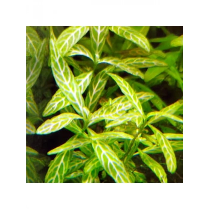 Kolay Akvaryum Zemin Bitkisi - Canlı Hygrophila Polysperma Rosanervig