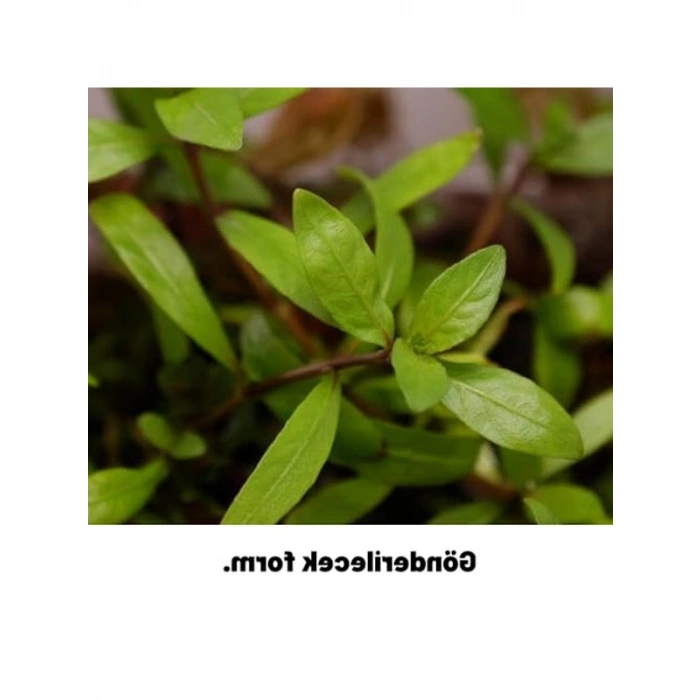 Kolay Akvaryum Zemin Bitkisi - Canlı Hygrophila Polysperma Rosanervig