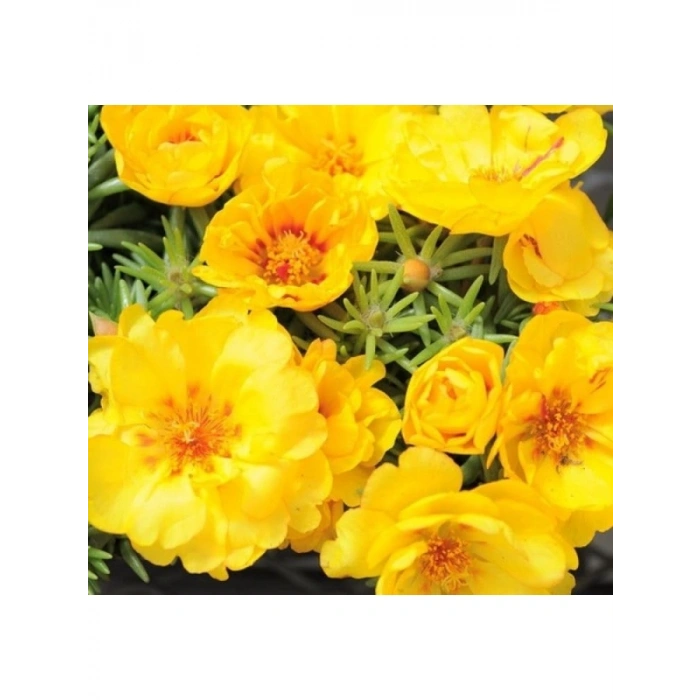 Koyu Sarı Renkli Duble Katlı İpek Çiçeği Tohumu - 25 Adet