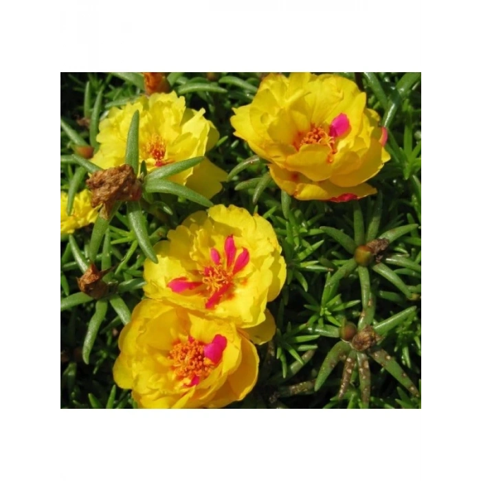 Koyu Sarı Renkli Duble Katlı İpek Çiçeği Tohumu - 25 Adet