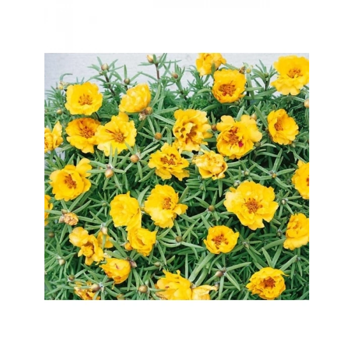 Koyu Sarı Renkli Duble Katlı İpek Çiçeği Tohumu - 25 Adet