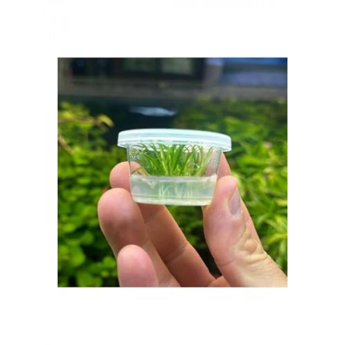 Küçük In Vitro Cup Cryptocoryne Parva Canlı Bitki
