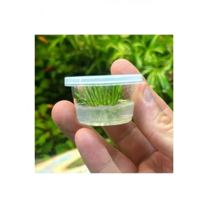 Küçük In Vitro Cup Cryptocoryne Parva Canlı Bitki