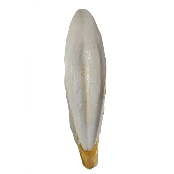 L Boy Kalamar Kemiği, İri Boy 10-15 cm