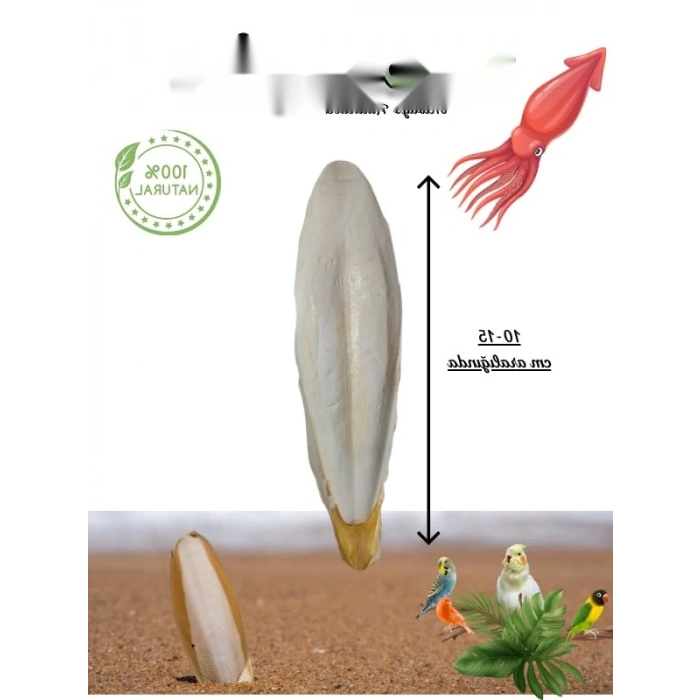 L Boy Kalamar Kemiği, İri Boy 10-15 cm